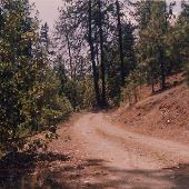 Beatty Creek District - Riddle Area