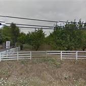 Hazelnut Orchards-Various