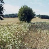 Finlay Road NE - Silverton