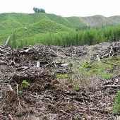 Clear Cut - Stimson Lumber