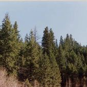 Baker County Forests