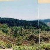 Dutch Canyon Clear Cut