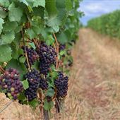 Oregon Wine Country Farmhouse & Vineyard