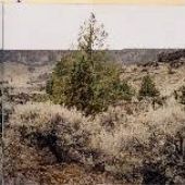 Madras Canyon