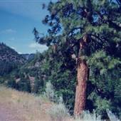 Klamath River Canyon Road