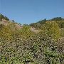 Mount Pisgah