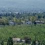 Hillcrest Orchard