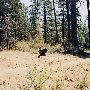 Metolius River