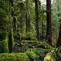 Old Salmon River Trail