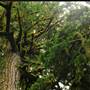 Old Salmon River Trail