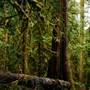 Old Salmon River Trail