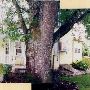 House #10002749
