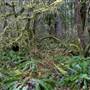 Silver Falls State Park