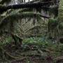 Silver Falls State Park