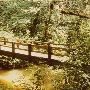 Swamp Creek Footbridge - Eugene