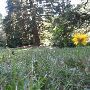 Washington Park - Wedding Meadow North
