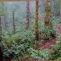 Blue Ridge Trail