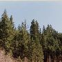Baker County Forests