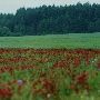 Clover Fields