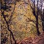 Columbia Gorge fall colors