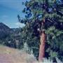 Klamath River Canyon Road