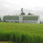 Sauvie Island - Wheat Fields