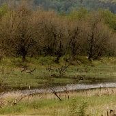 Columbia Gorge Marshland