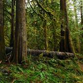 Old Salmon River Trail
