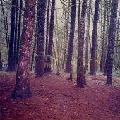 St. Helens Paint Ball Course