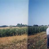 Corn Field - Hillsboro