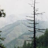 Umatilla National Forest