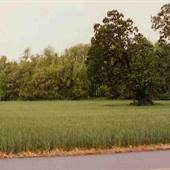 Helvetia and West Union Roads - Cornelius