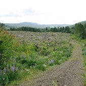 Clear Cut - Bergerson Family LLC