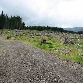 Clear Cut - Between Hwy 26 and Hwy 6