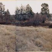 Cline Falls Road Meadow