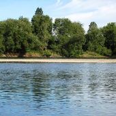 Willamette River - Upper Island Road