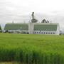 Sauvie Island - Wheat Fields