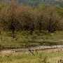 Columbia Gorge Marshland
