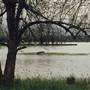 Sauvie Island - Steelman Lake