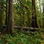 Old Salmon River Trail