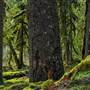 Old Salmon River Trail
