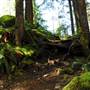 Old Salmon River Trail