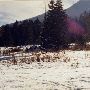 Jaz Ranch
