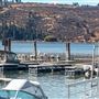 Pelican Marina