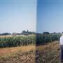 Corn Field - Hillsboro