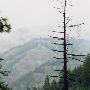 Umatilla National Forest