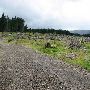 Clear Cut - Between Hwy 26 and Hwy 6