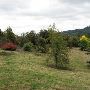 Hoyt Arboretum