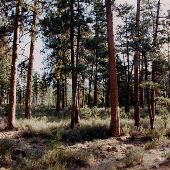 Ponderosa Pine Forest at Head of the Metolius