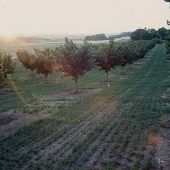 Springhill Road Filbert Orchard